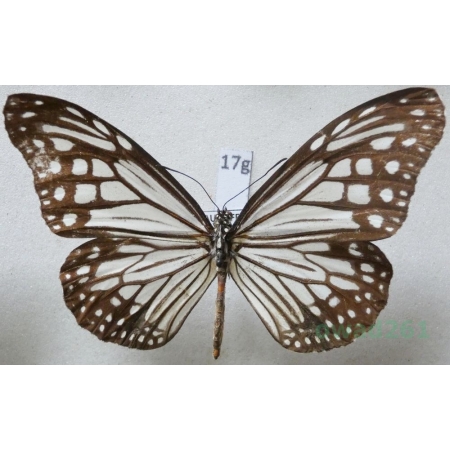 Danaus affinis Fabricius, 1775 India 74mm17g